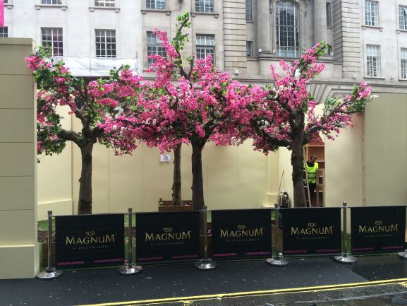 Pink Cherry Blossom Trees for Event Hire